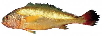 缅甸野生黄鱼250g